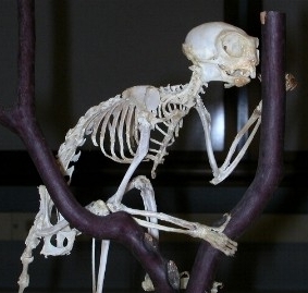 Pigmy Marmoset skeleton.