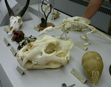 Skulls & skeletons display.